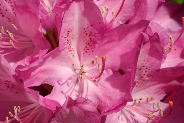 
Rhododendron in the spring garden