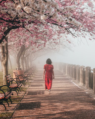 Roosevelt Island Cherry Blossom 