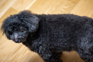 black poodle
