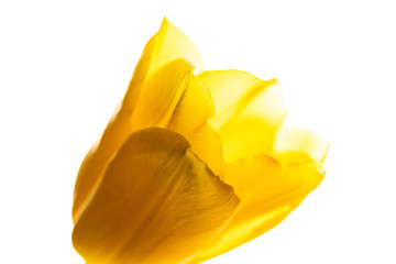 Fototapeta premium Gelbe Tulpe