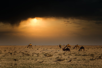 Camels on the desert dramatic sunset cloud background at Al-Sarar Saudi Arabia.