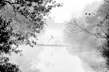 Grey heron in ru des Vaux stream