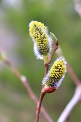 Obraz premium Willow buds dismissed