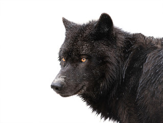 Obraz premium winter portrait canadian black wolf isolated on white background.