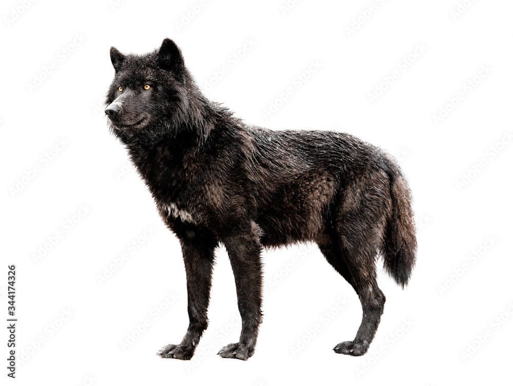 Wall mural Wet canadian black wolf isolated on white background.