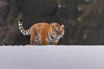Siberian Tiger running in snow. Beautiful, dynamic and powerful photo of this majestic animal. Set in environment typical for this amazing animal. Birches and meadows