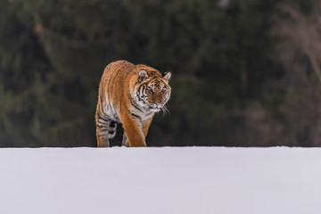 Siberian Tiger running in snow. Beautiful, dynamic and powerful photo of this majestic animal. Set in environment typical for this amazing animal. Birches and meadows