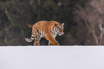 Siberian Tiger running in snow. Beautiful, dynamic and powerful photo of this majestic animal. Set in environment typical for this amazing animal. Birches and meadows