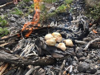 mushrooms in the woods