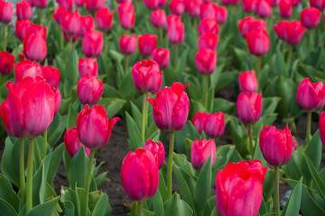 Spring tulips blossom flower