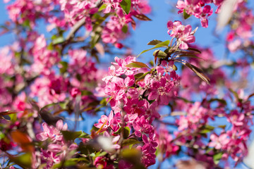 Malus Mokum apple tree on sky background