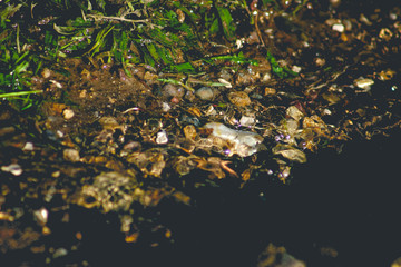 stones in the river
