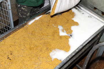 Mustard Powder Factory Making mustard mass from mustard seeds. Innovative equipment for the...