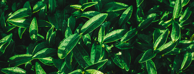 Naklejka na ściany i meble Green tea leaves in a tea plantation in morning