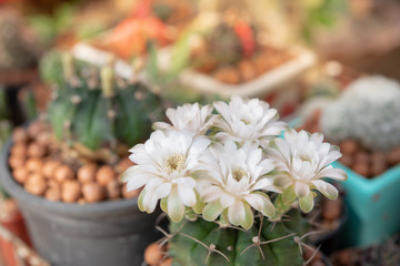 The white blooming flower of cactus plant in the garden.