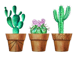 Watercolor hand drawn illustration of cacti in pots for plants. Green home plants. Botanical illustration.