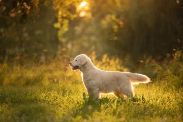 dog on the grass in the park. Golden retriever in nature. Pet for a walk