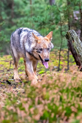 Lone wolf running in autumn forest Czech Republic