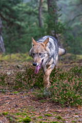 Lone wolf running in autumn forest Czech Republic