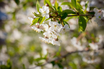 White flowers of cherry close up.