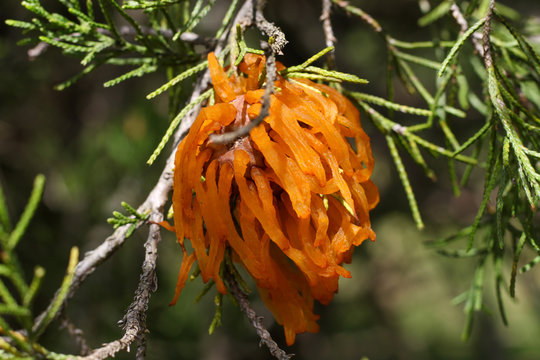 Selective Focus Closeup of Cedar Apple Rust on a cedar tree in spring