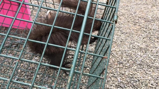 &eacute;cureuil dans un cage