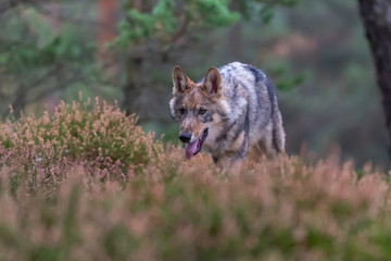 Lone wolf running in autumn forest Czech Republic