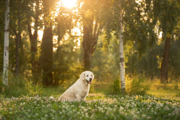 dog on the grass in the park. Golden retriever in nature. Pet for a walk