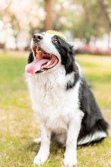 A border collie is grinning with a toy on its head