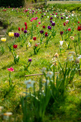 Blumen,feld,natur,sommer,blumenfeld,
