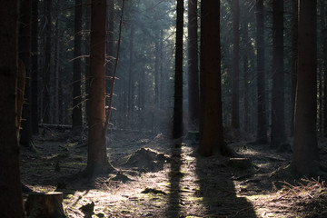 Obraz premium Dark forest with some sun. 