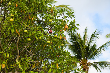 Passion fruit tree and palm in Thai