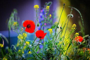 Bright red wild roses in the mountains of Crimea. A bright spot in a clearing among the grass