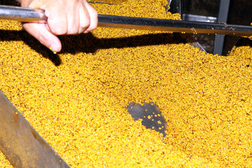 Mustard Powder Factory Making mustard mass from mustard seeds. Innovative equipment for the industrial production of mustard.