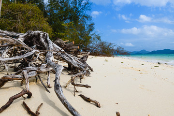 Old dry tree roots on beautiful beach