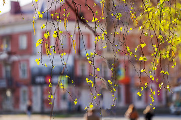 On a white birch tree appeared catkins and the first spring leaves,