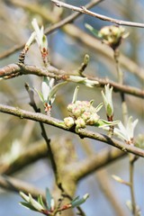 frühling blühende blumen