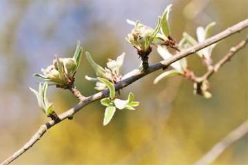 frühling blühende blumen