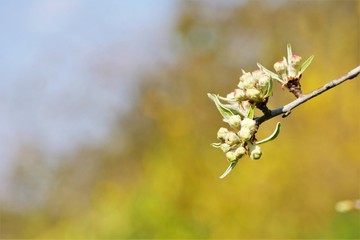 frühling blühende blumen