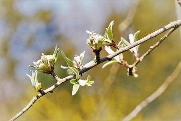 frühling blühende blumen