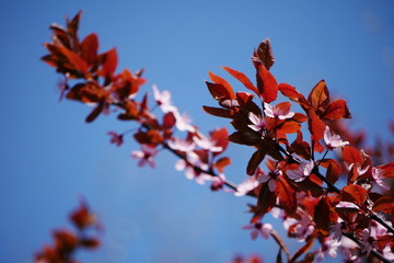 Blüten, Geäst, zweige, farbenfroh, frühlingserwachen, blauer himmel, sonniger tag, Frühlingstag, April, Mai, rosa, pink, dunkelrot, platz für text, wallpaper, grußkarte, postkarte, titelbild, Natur