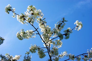 blossoming apple tree