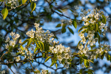 Cherry blossom blooming season. White flowers in spring garden. Close-up of cherry flowers in sunny day. Selective focus. Fresh wallpaper, nature background concept