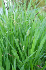 
Plants in the spring garden