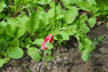 Radishes are just out of the garden. Healthy eating concept.