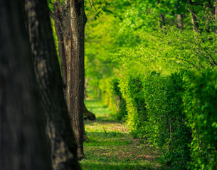 path in the forest in spring with fresh lush green leafs from the hedges, and the warm light enjoying the wonderful scenery view 