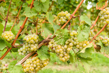 green red grape valley farm growing summer harvest agriculture