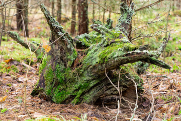 old stump in the forest