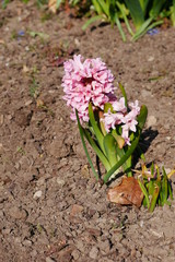 frühling blühende blumen