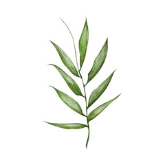 Illustration hand drawn painting Watercolor bamboo leaves on white background.